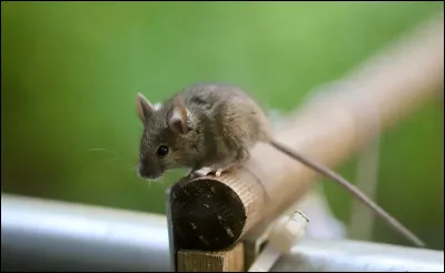 La souris fait partie de la famille...