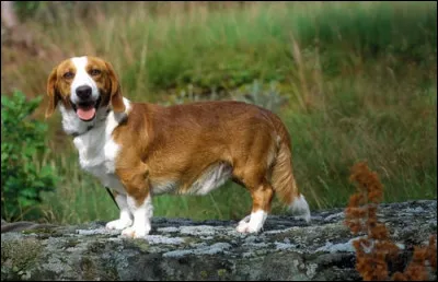 Quelle est cette race ?