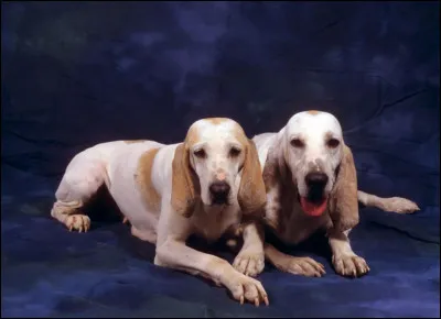 Quelle est cette race ?