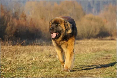 Quelle est cette race ?