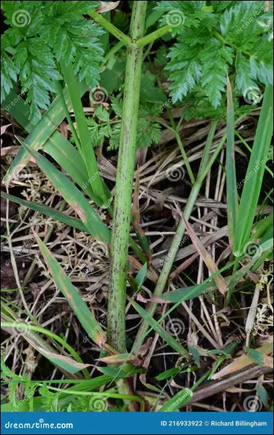 Qu'aime-t-elle le plus ?