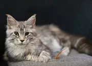 Quiz Vrai ou faux sur les chats de races en dix questions !