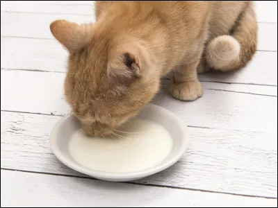 Et enfin : si je vous dis que le lait donne mal au ventre aux chats, est-ce vrai ?