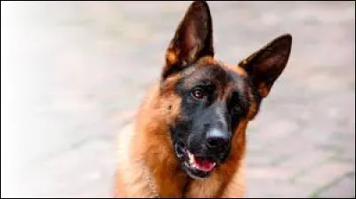 Cliquez sur la bonne réponse :