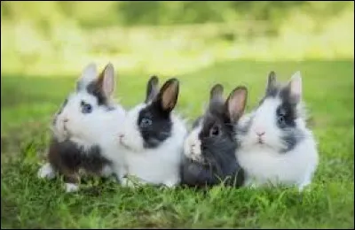 Cliquez sur la bonne réponse :