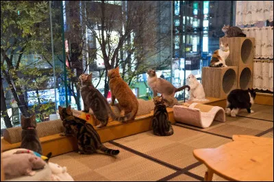 Quel hôtel est entièrement dédié aux chats ?