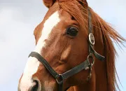 Quiz Galop 1