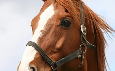 Quiz Galop 1