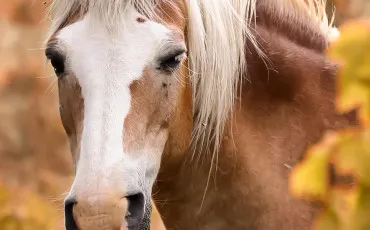 Quiz Galop 2