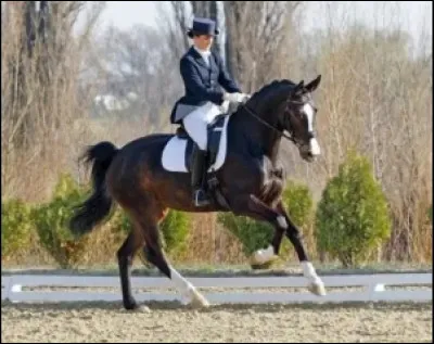 Quelles sont les phases du galop à droite ?