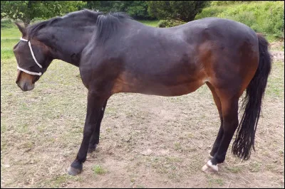 Comment appelle-t-on la maladie où le cheval boite, ne s'appuie pas sur ces membres antérieurs et est prostré ?
