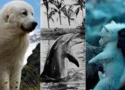Quiz Les animaux  l'cran