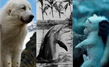 Quiz Animaux