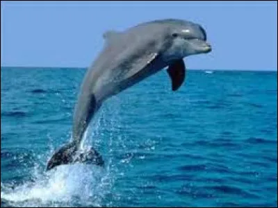 Quel mammifère est apprivoisé par Bud dans une série américaine des années 60 ?