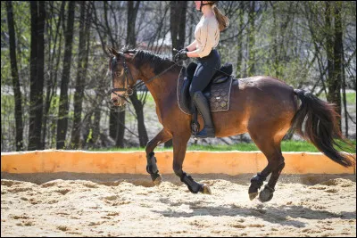 Comment ce cheval galope-t-il ?