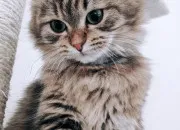 Test Quel chat es-tu ?