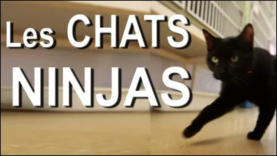 Quel chat voudrais-tu ?