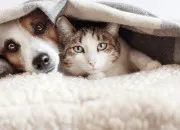 Quiz Flash test : les animaux domestiques