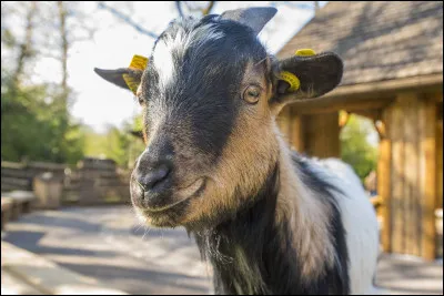 Quel est cet animal ?
