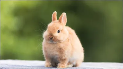 Et il appartient à la famille des...