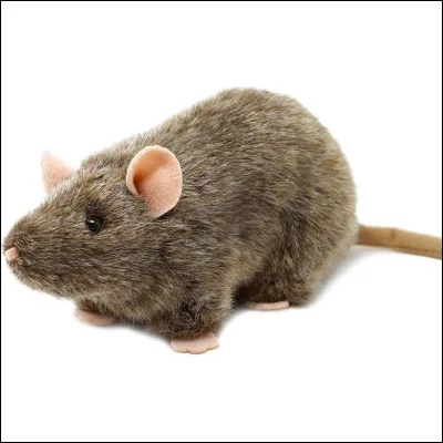 Quel est cet animal ?