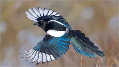 Quel est cet animal ?