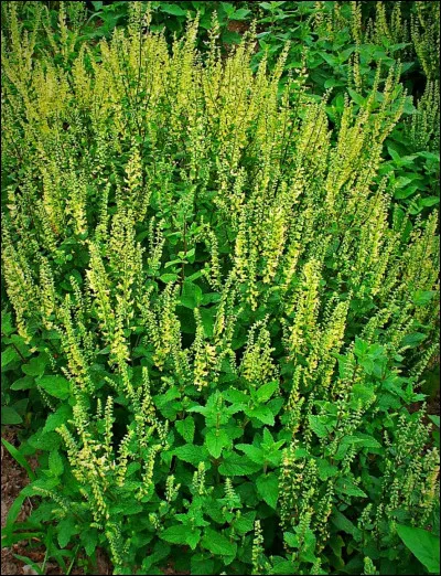 Aimes-tu les plantes médicinales ou les poisons ?