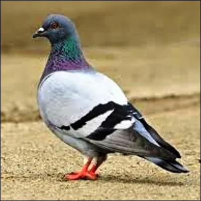 Quel plat traditionnel du Maghreb, souvent servi en entrée lors de fêtes, initialement appelé al-mahshu, viendrait dAl-Andalus ?