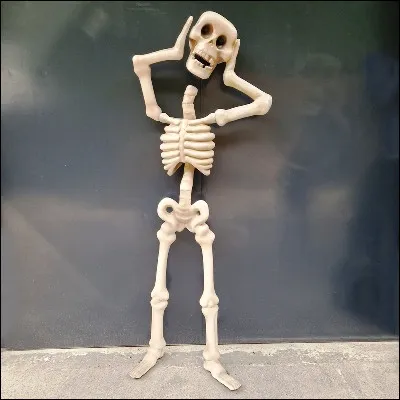 À quel groupe dos humains appartient le calcanéum ?