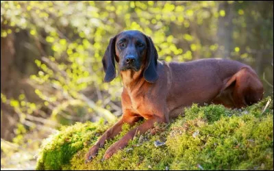 Quelle est cette race ?