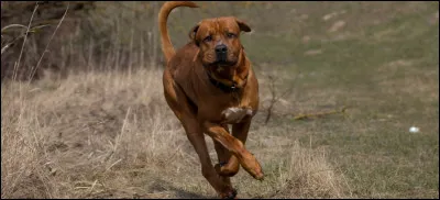 Quelle est cette race ?