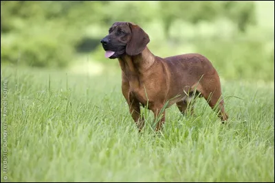 Quelle est cette race ?