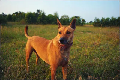 Quelle est cette race ?