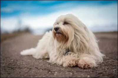 Quelle est cette race ?