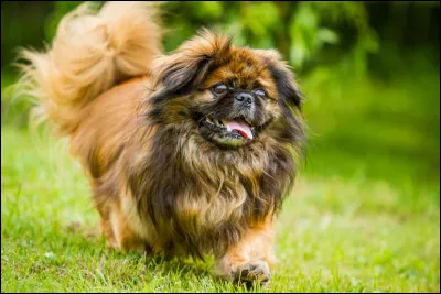 Quelle est cette race ?