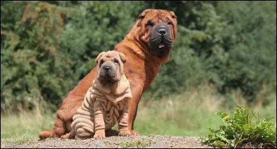 Quelle est cette race ?