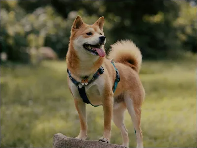 Quelle est cette race ?