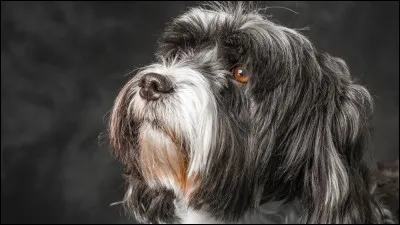 Quelle est cette race ?