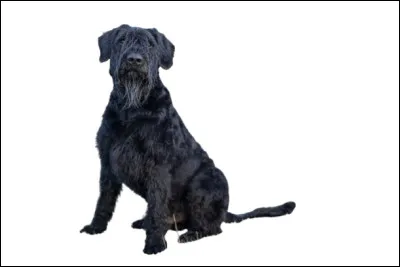 Quelle est cette race ?