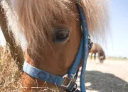 Quiz Les 13 robes des chevaux
