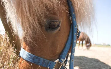Quiz Galop 3