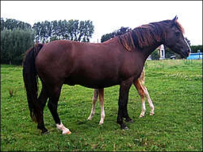 Quelle est cette robe ?