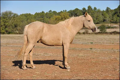 Quelle est cette robe ?