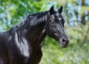 Quiz Les allures (pas, trot, galop)