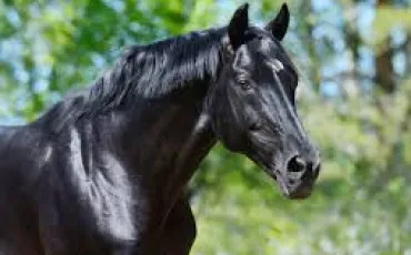 Quiz Galop 1