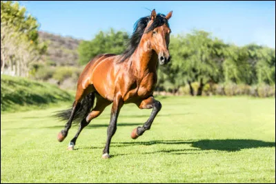 À quelle allure va ce cheval ?