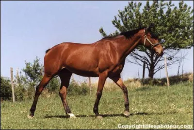 À quelle allure va ce cheval ?