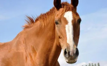 Quiz Chevaux