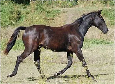 Quel cavalier est surnommé “le Centaure” et a marqué l’histoire du dressage ?