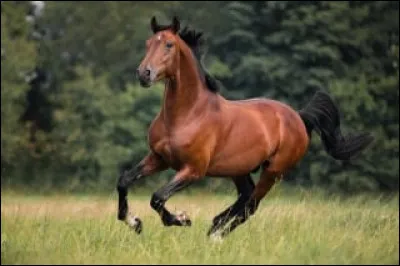Quel type de ferrure utilise-t-on pour un cheval &eacute;voluant sur des terrains tr&egrave;s durs ou glissants ?